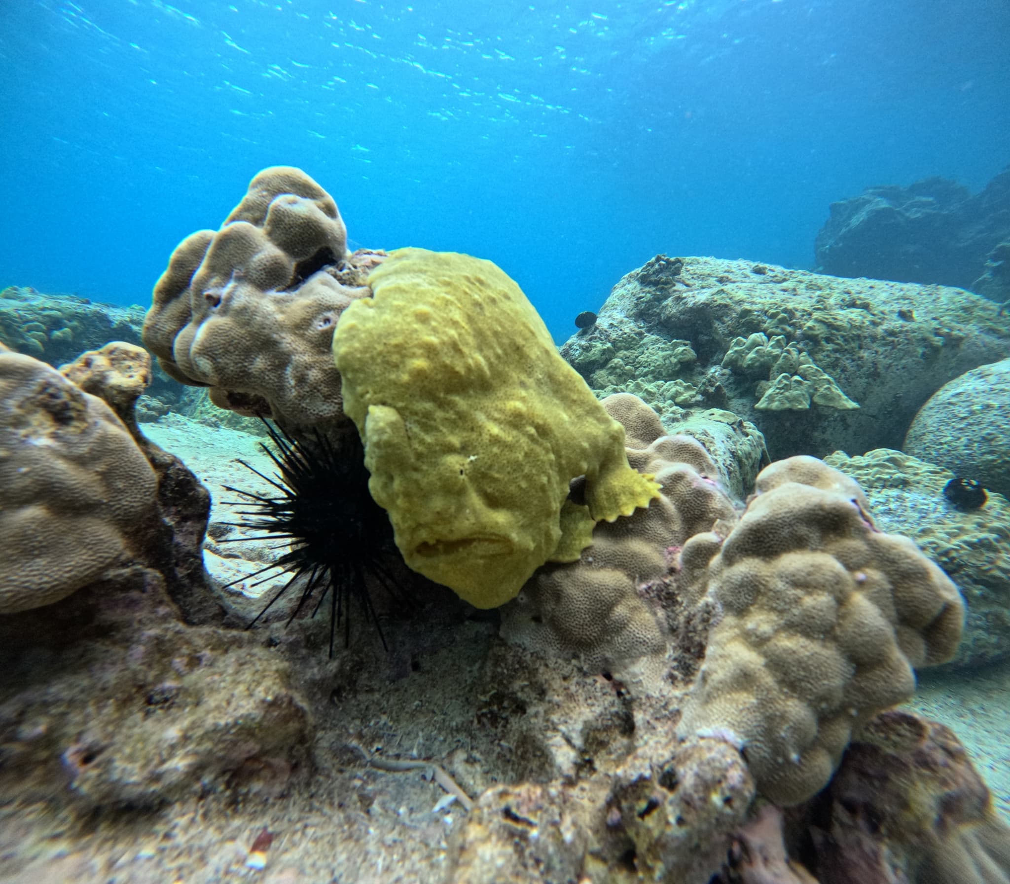 1.5 Hour Snorkel or 1 Tank Dive Boat Tour