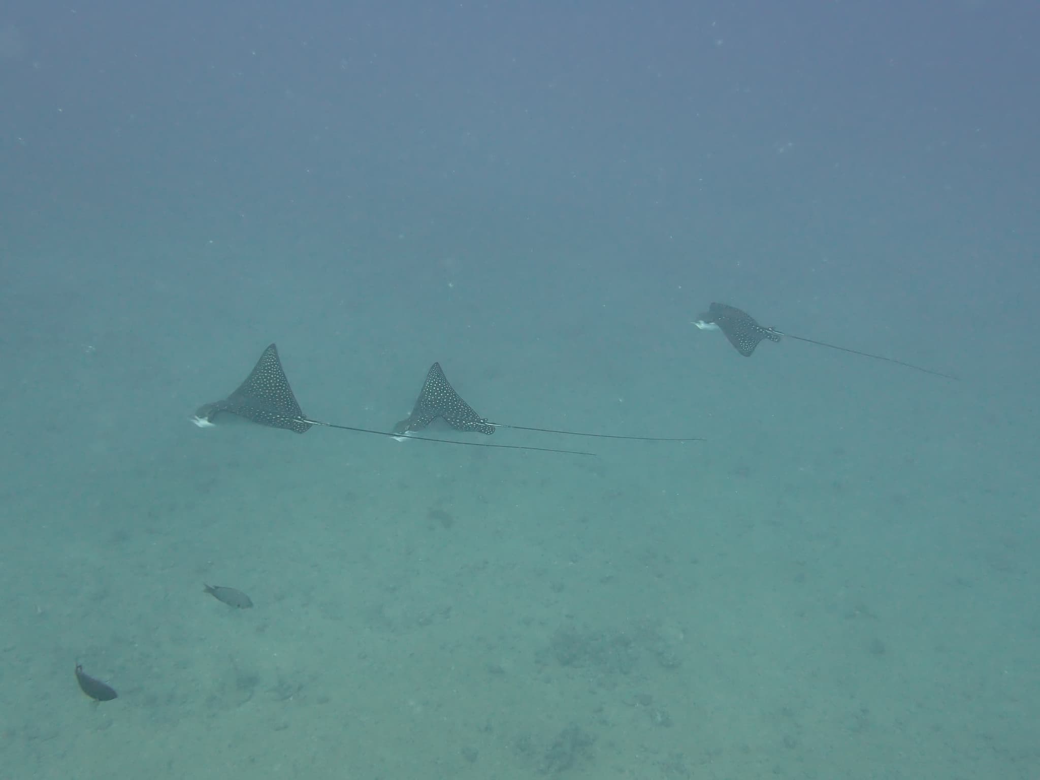 3 Tank West Side Dive Charter