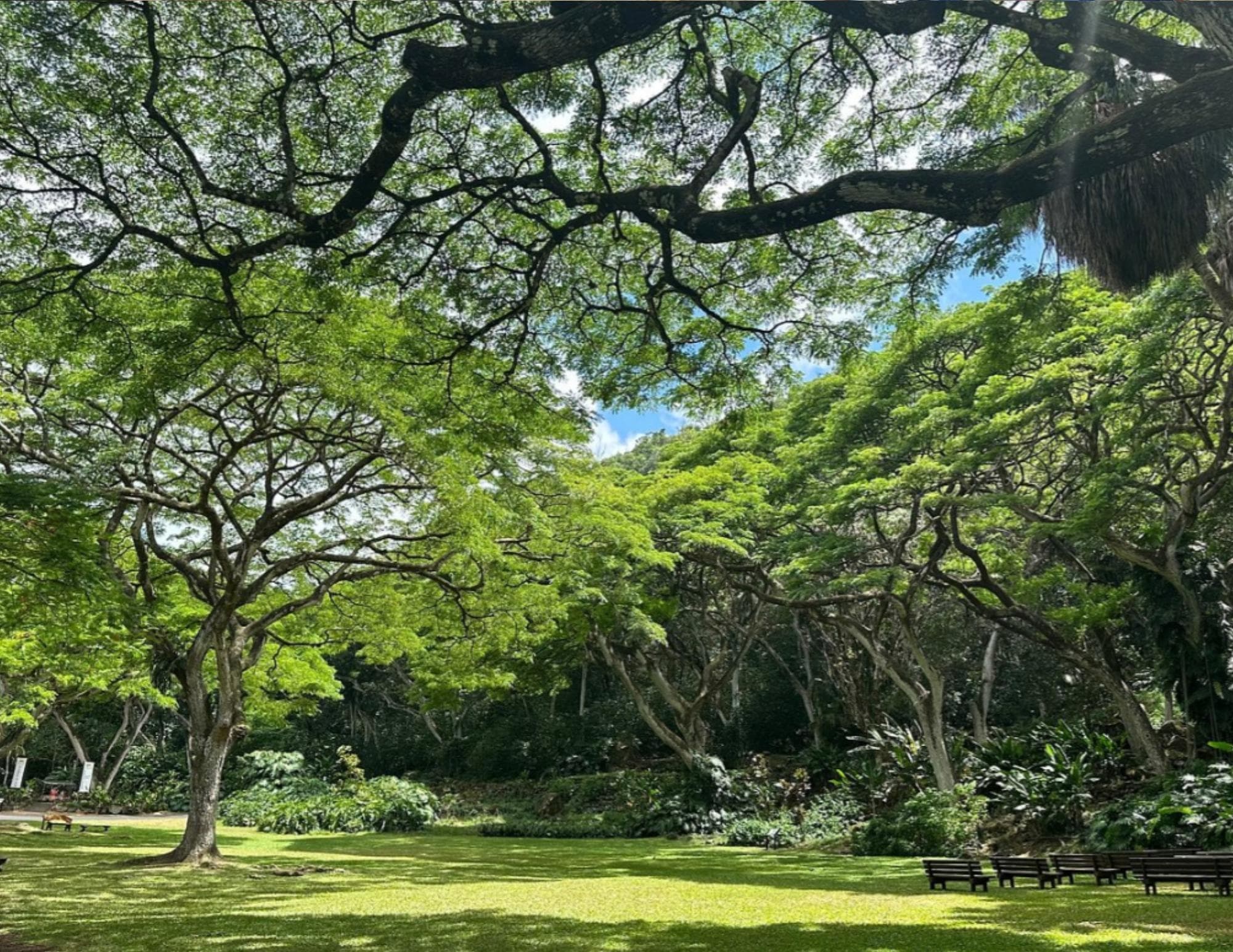 Hidden Gems of Oahu with Waimea Botanical Garden