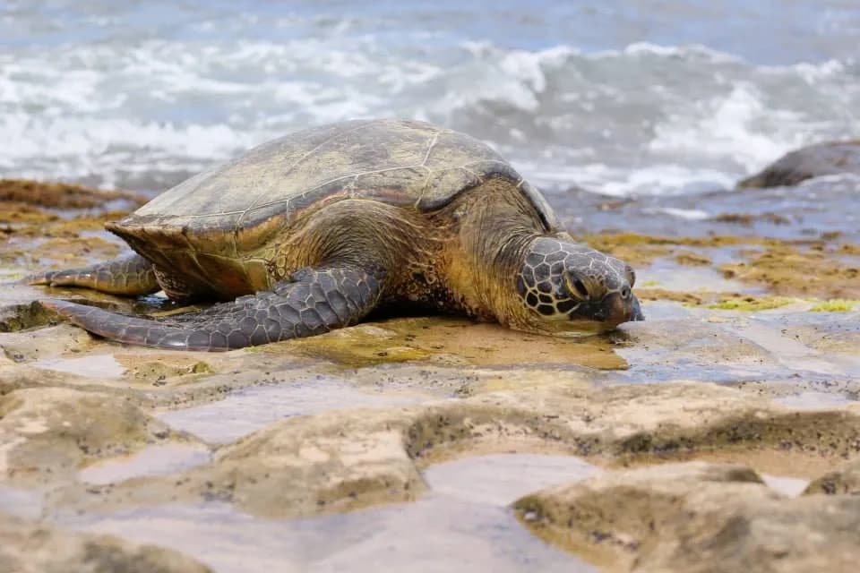Circle Island Tour Bronze