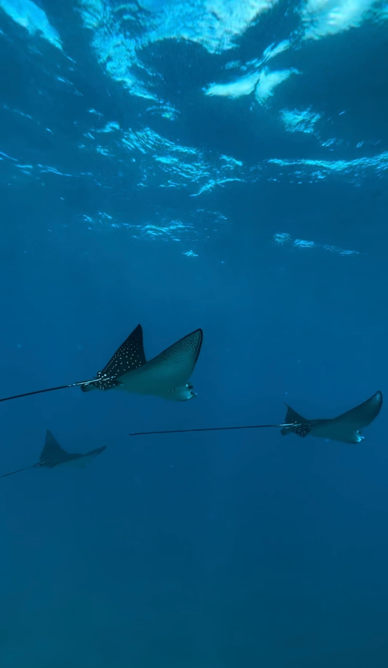 Maui Snorkel & Picnic Tour