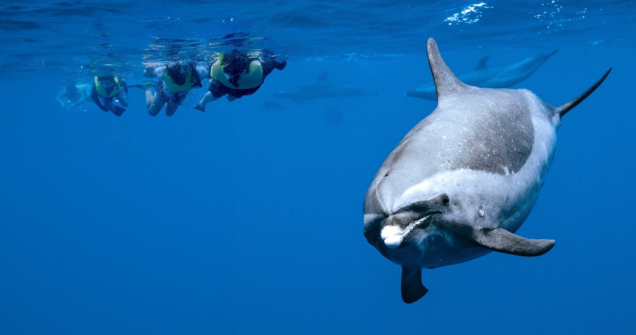 Speed Boat Swim with Dolphins