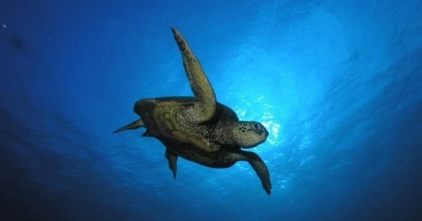 Premium 3-Tank Boat Dive