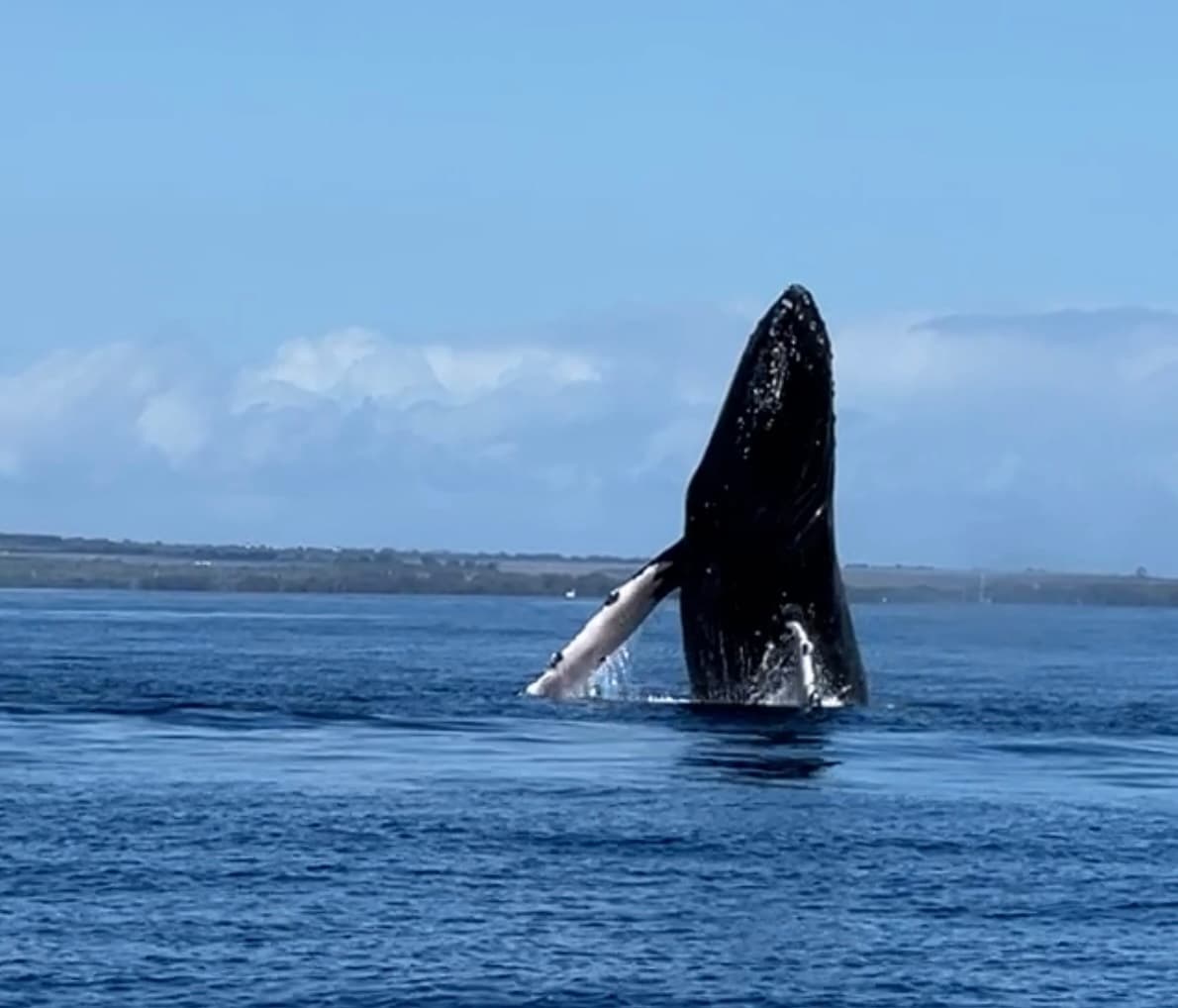 Maui Whale Watching Tour