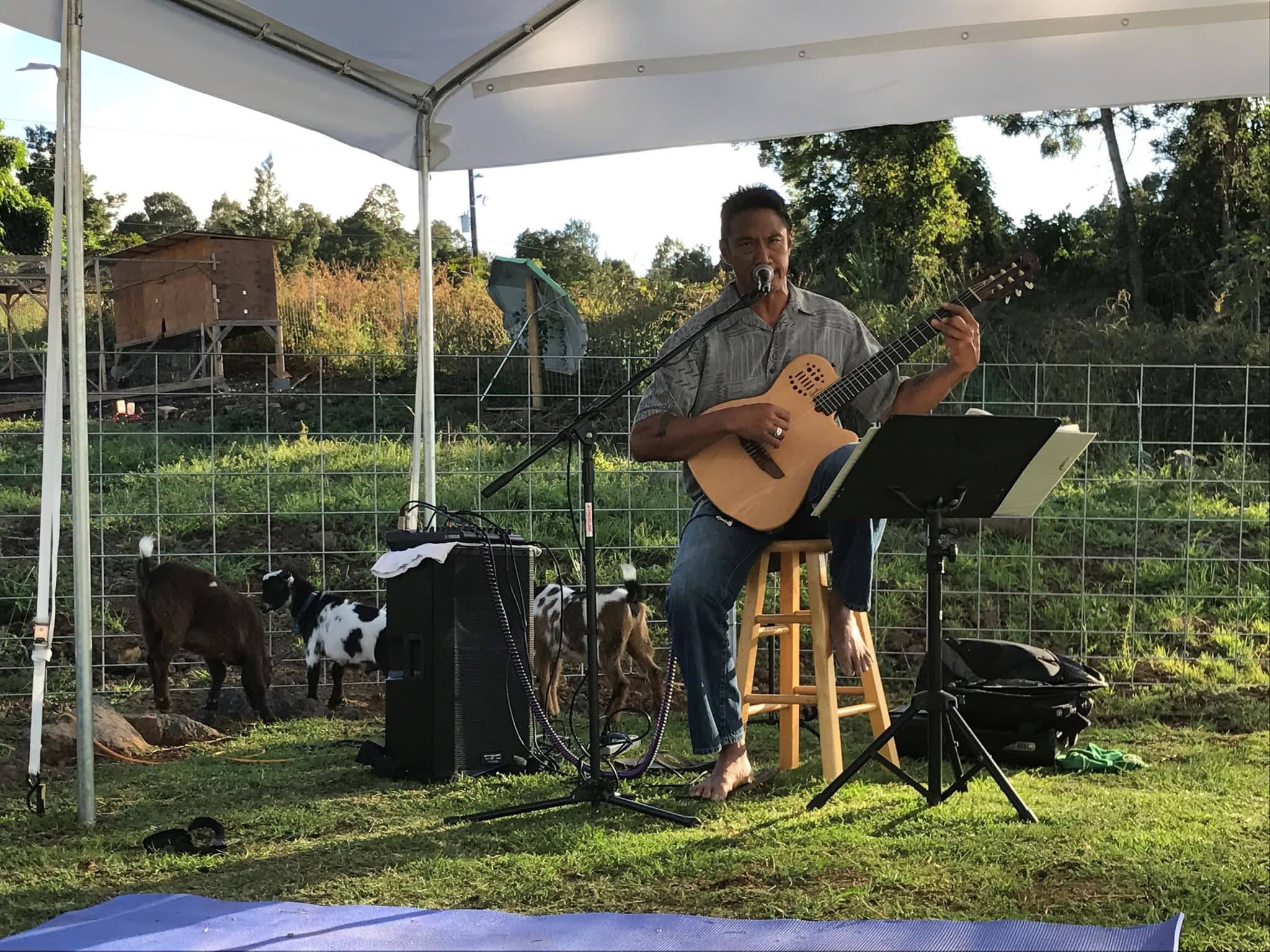 Sunset Maui Goat Yoga with Live Music