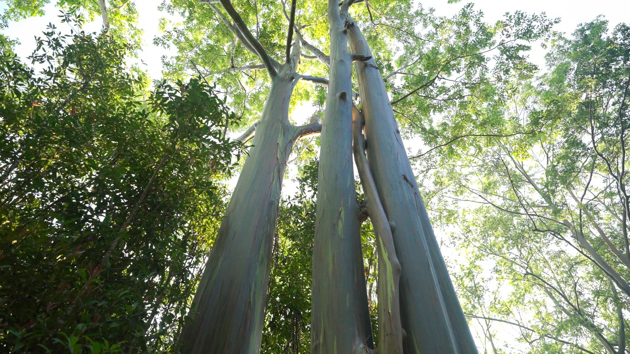 21A - Road to Hana Deluxe Rainforest and Waterfall Experience Departing from Maui