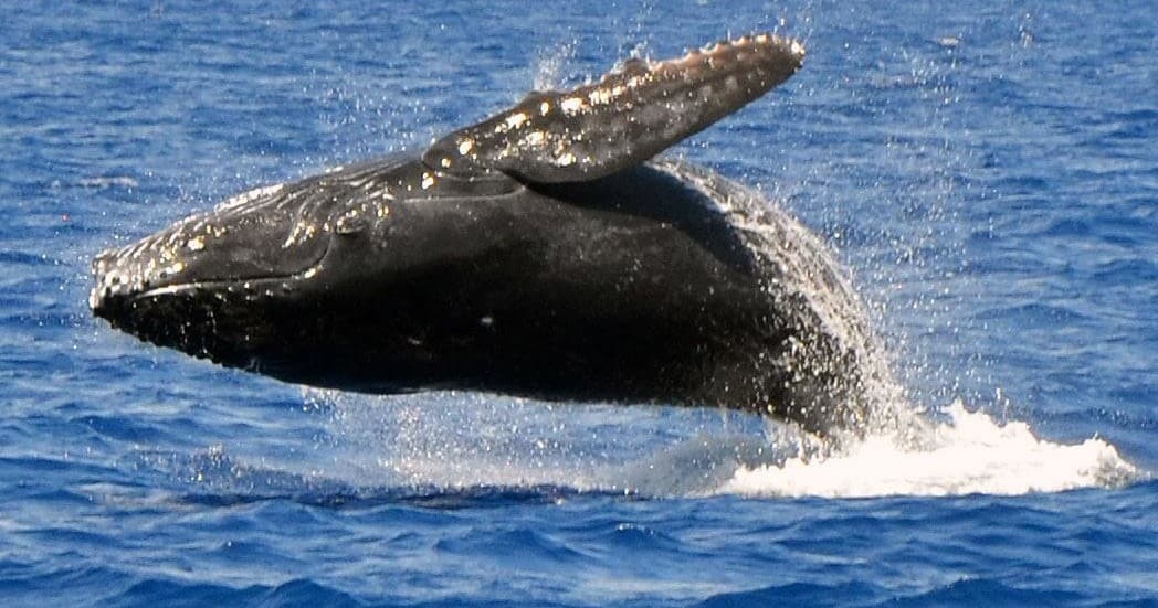 Exclusive Whale Watching and Fishing Combo Charter