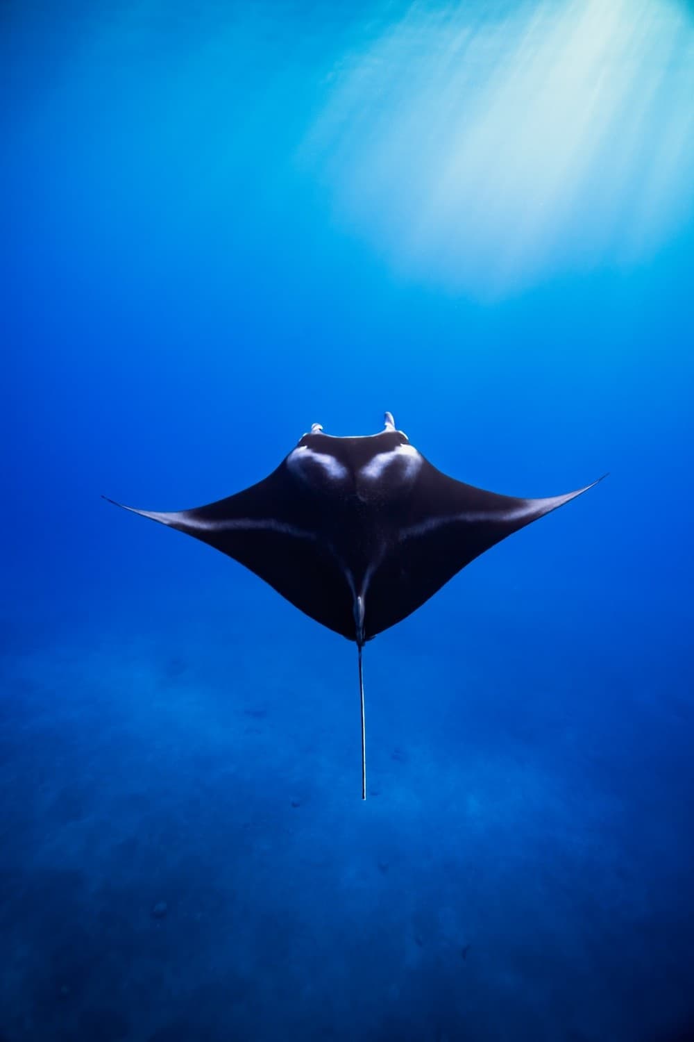 Deep Ocean Wildlife Safari