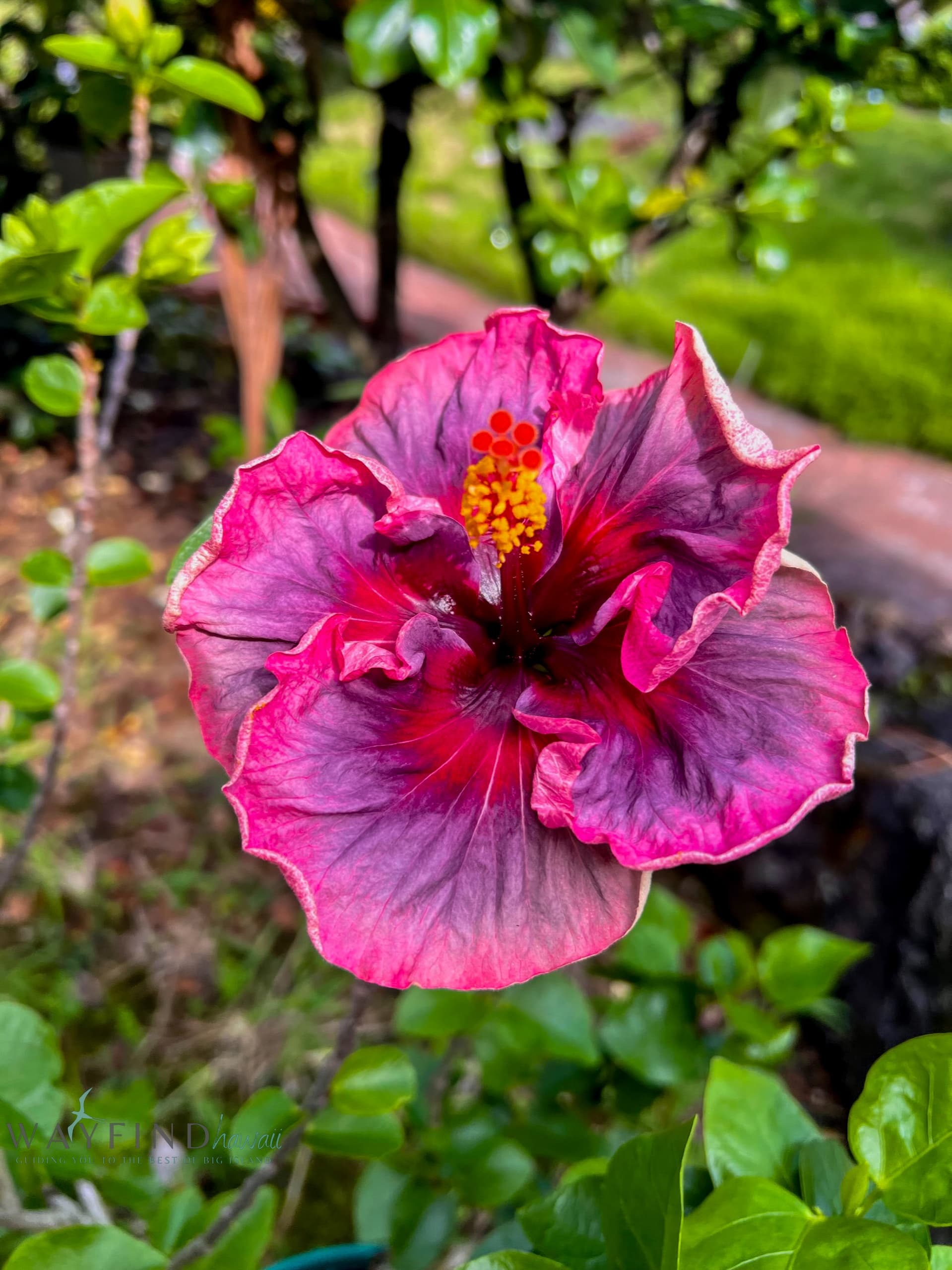 Historic Hawaii and Big Island Market Tour