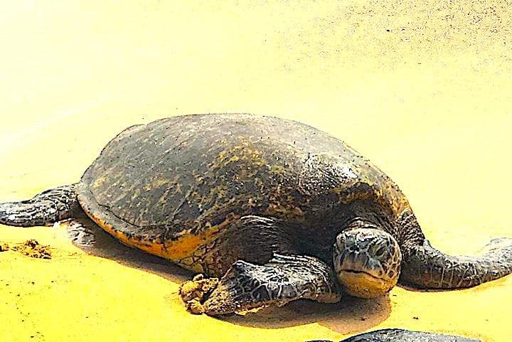 Oahu North Shore Inselrundfahrt