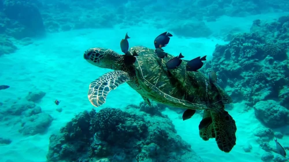 Wildlife in Depth - Private Charter