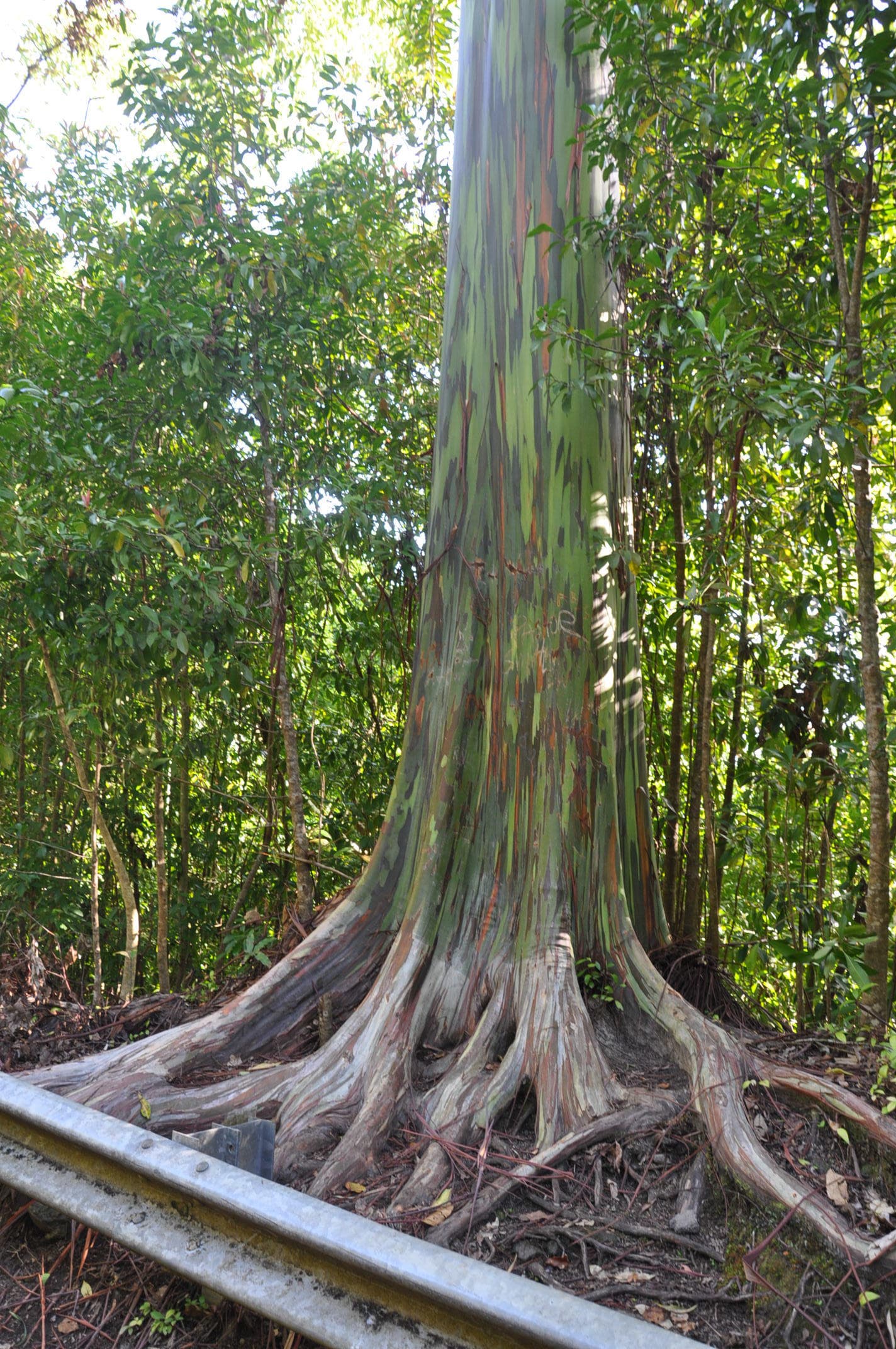 Private Tour upto 4 guests on all Islands