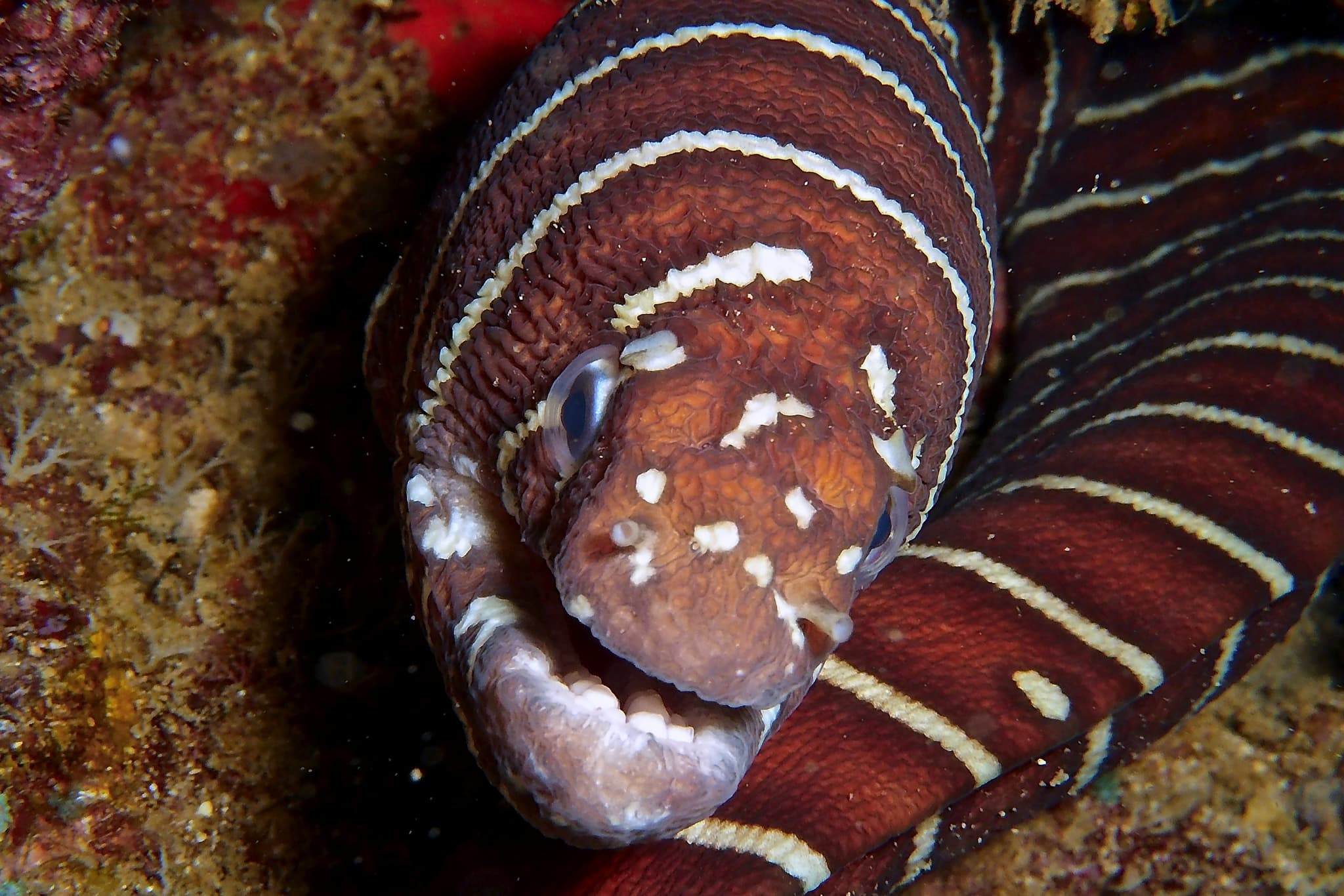 Electric Beach Shallow Reef Dive