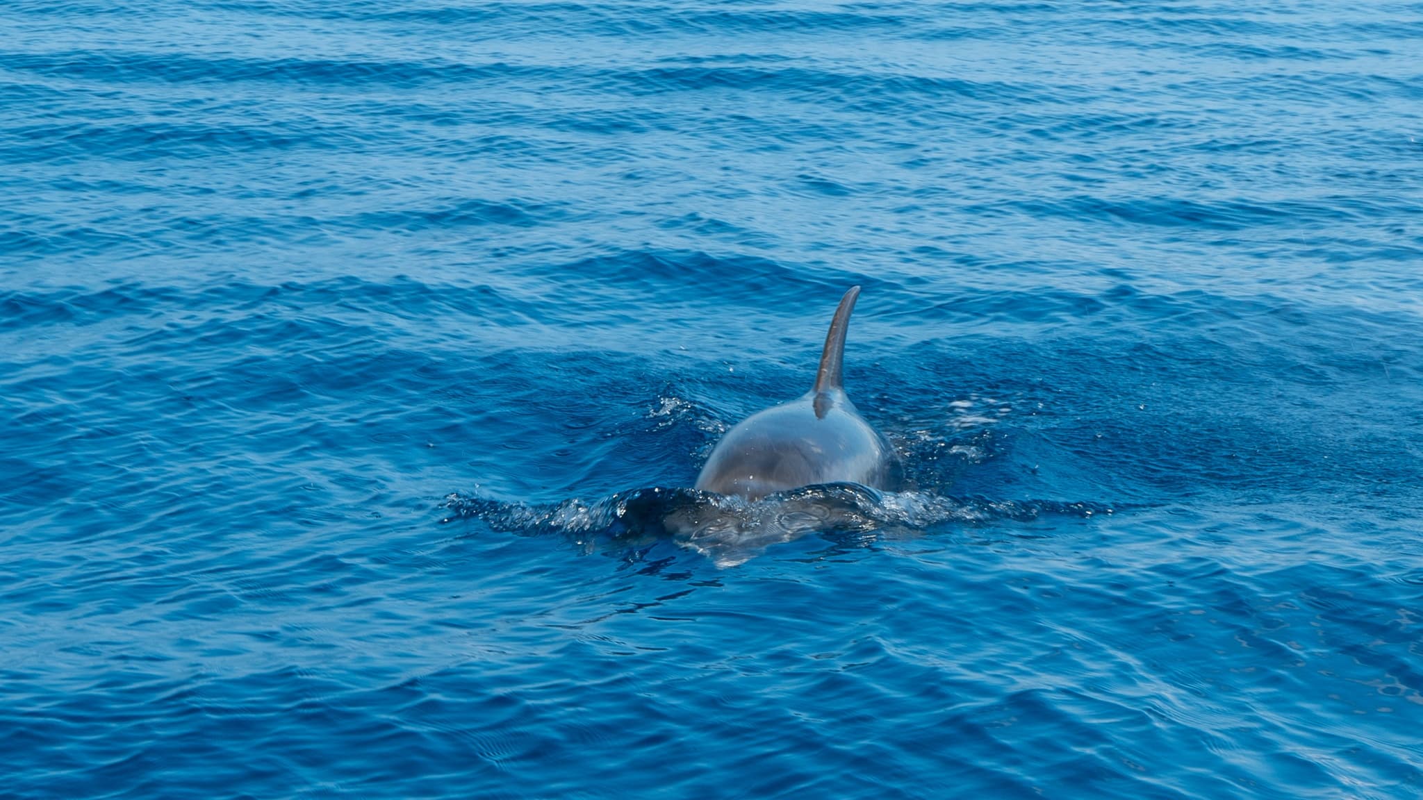 Kona Snorkeling in Pawai Bay