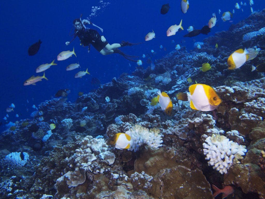 Dive Molokini Crater