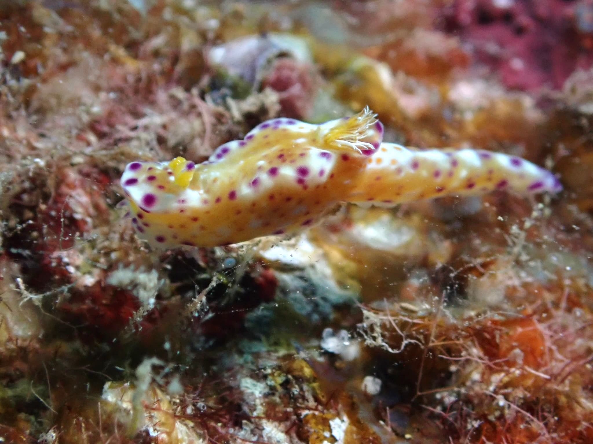 Helldiver and Triple Anchors