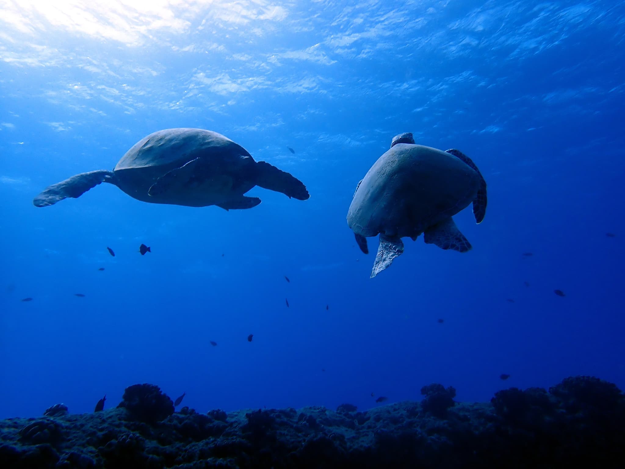 Sea Turtle Conservationist / Coral Reef Conservationist