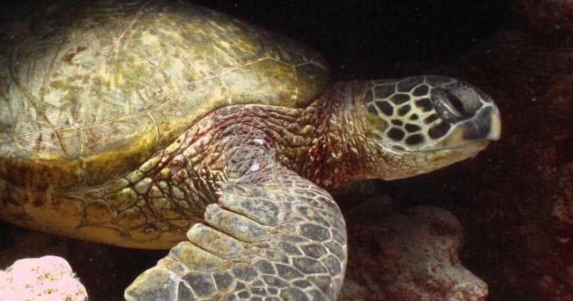 Two Tank Night Dive - Dusk/Night $219