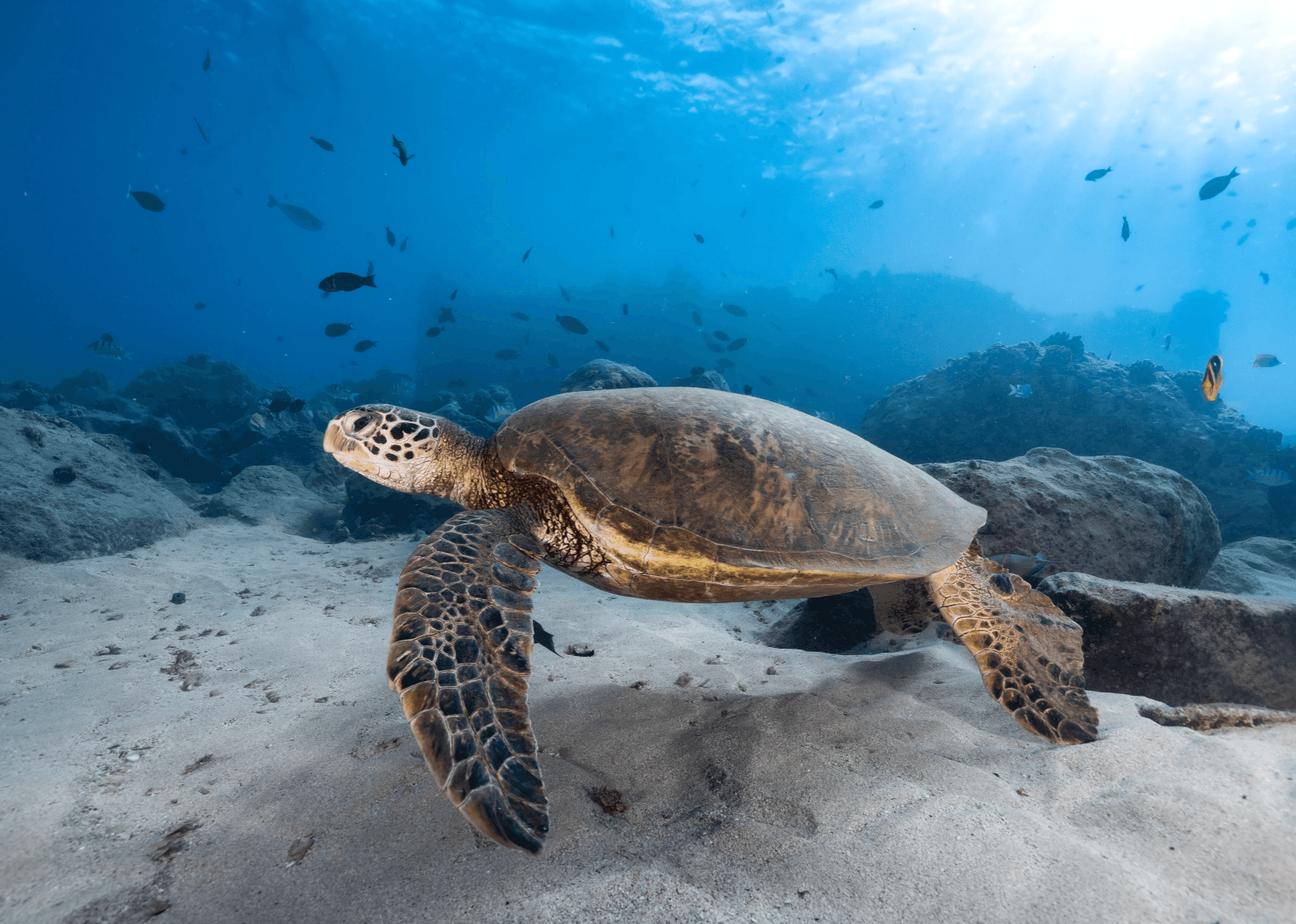 Private Guided Turtle Scuba Dive from Shore! (Electric Beach)