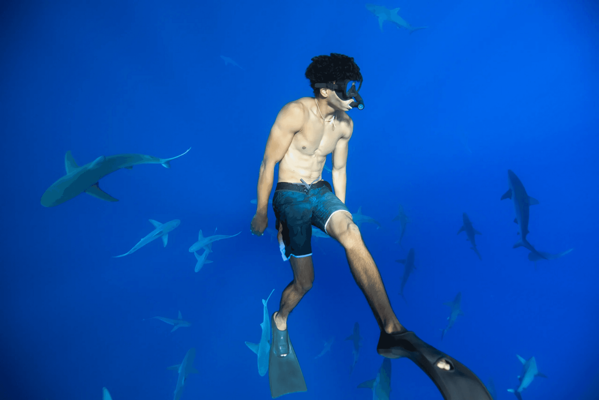 Shark Dive (Snorkel with Sharks)