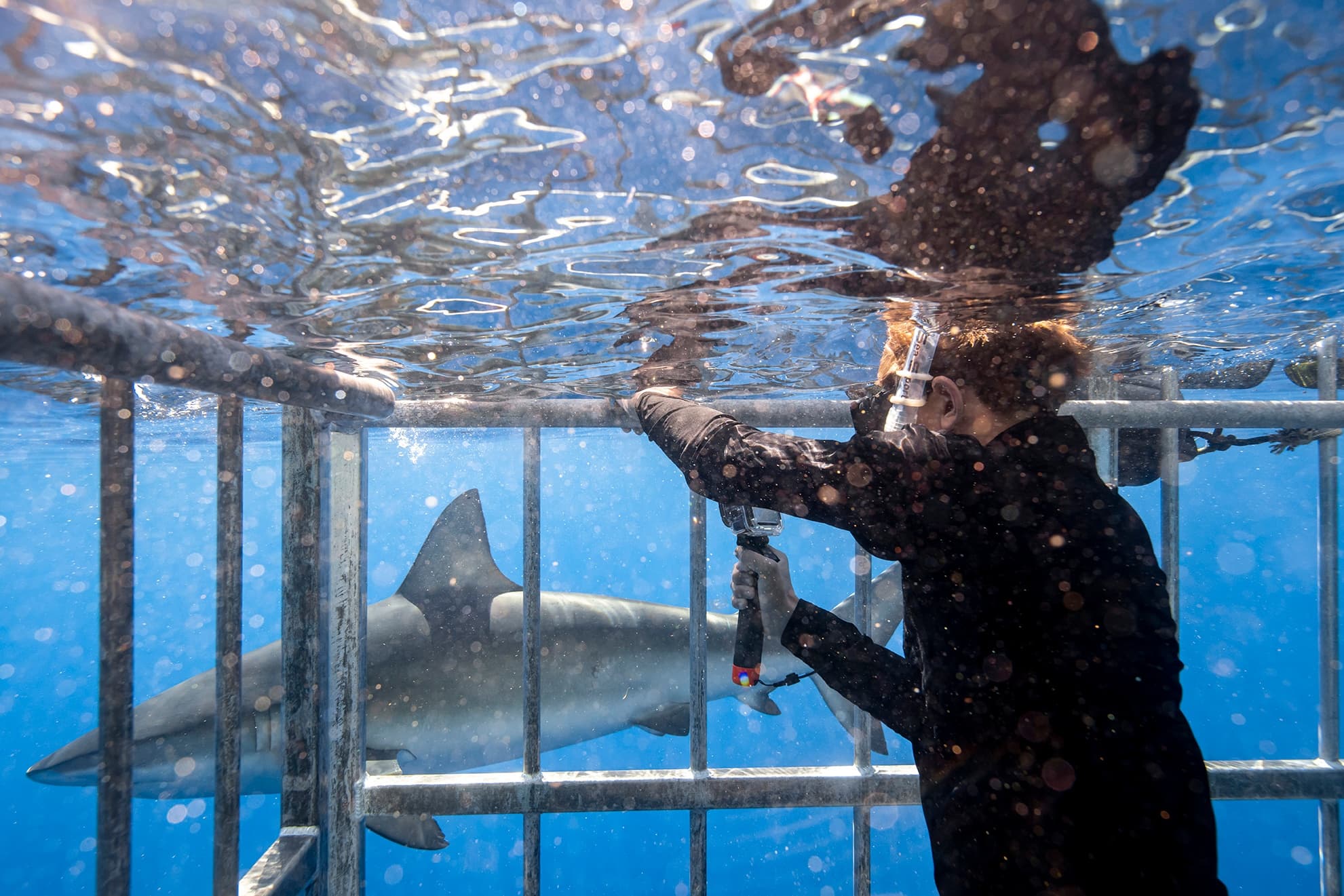 Shark Cage Tour Photos