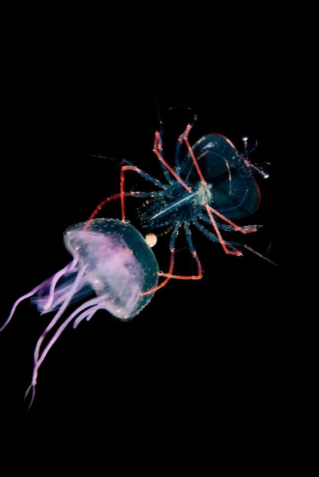 The Twilight Reef & Black Water Expedition: Two Tank Charter