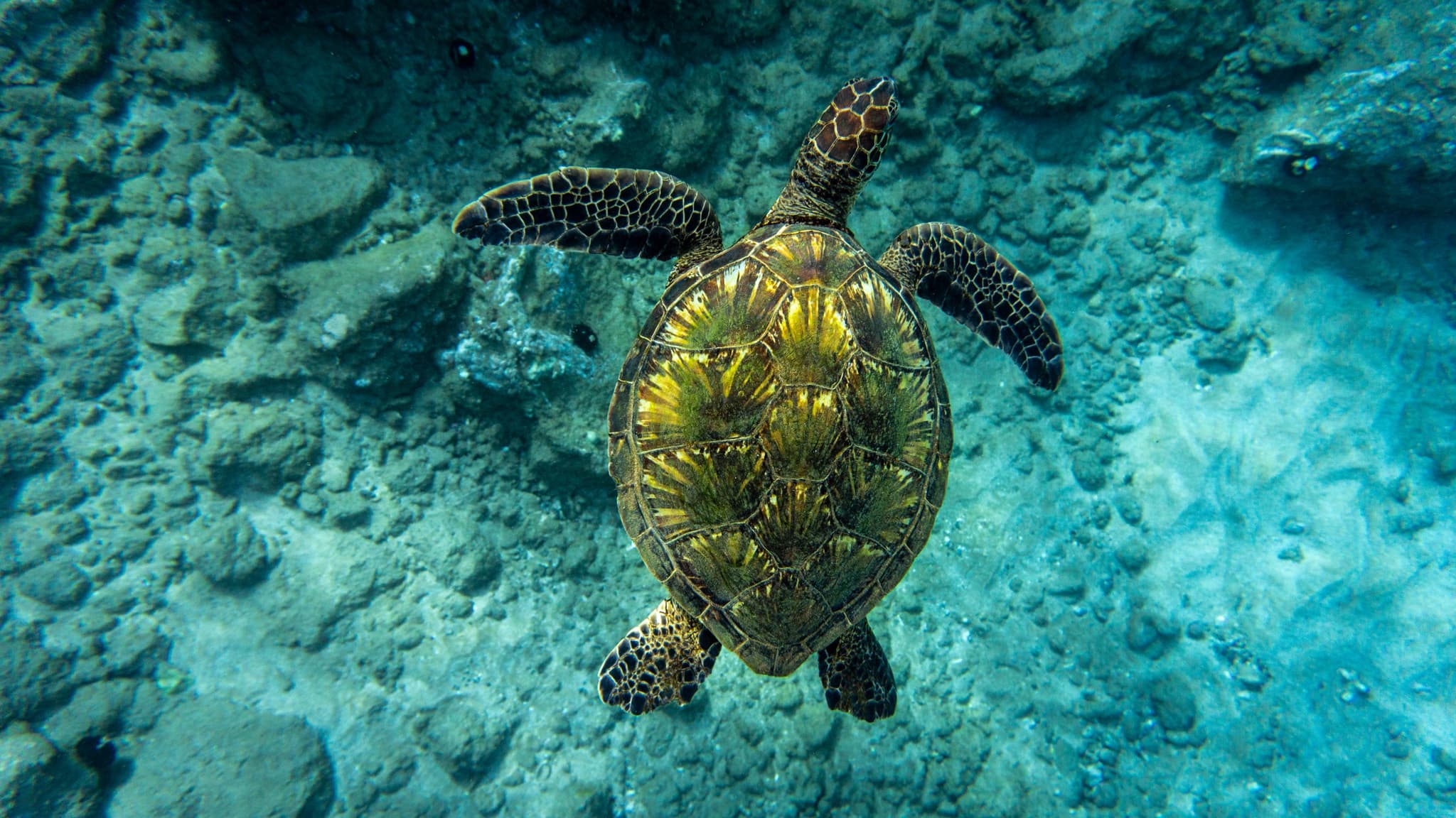 Snorkel with Turtles and Free Underwater Photos - Turtle Town
