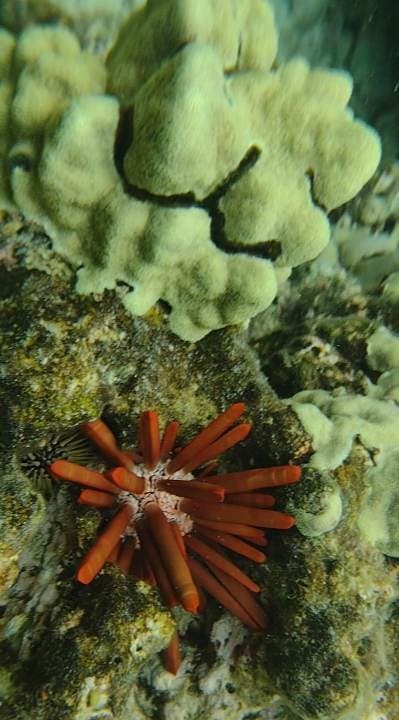 2 Tank Shore Dive – Sea Turtle Cove