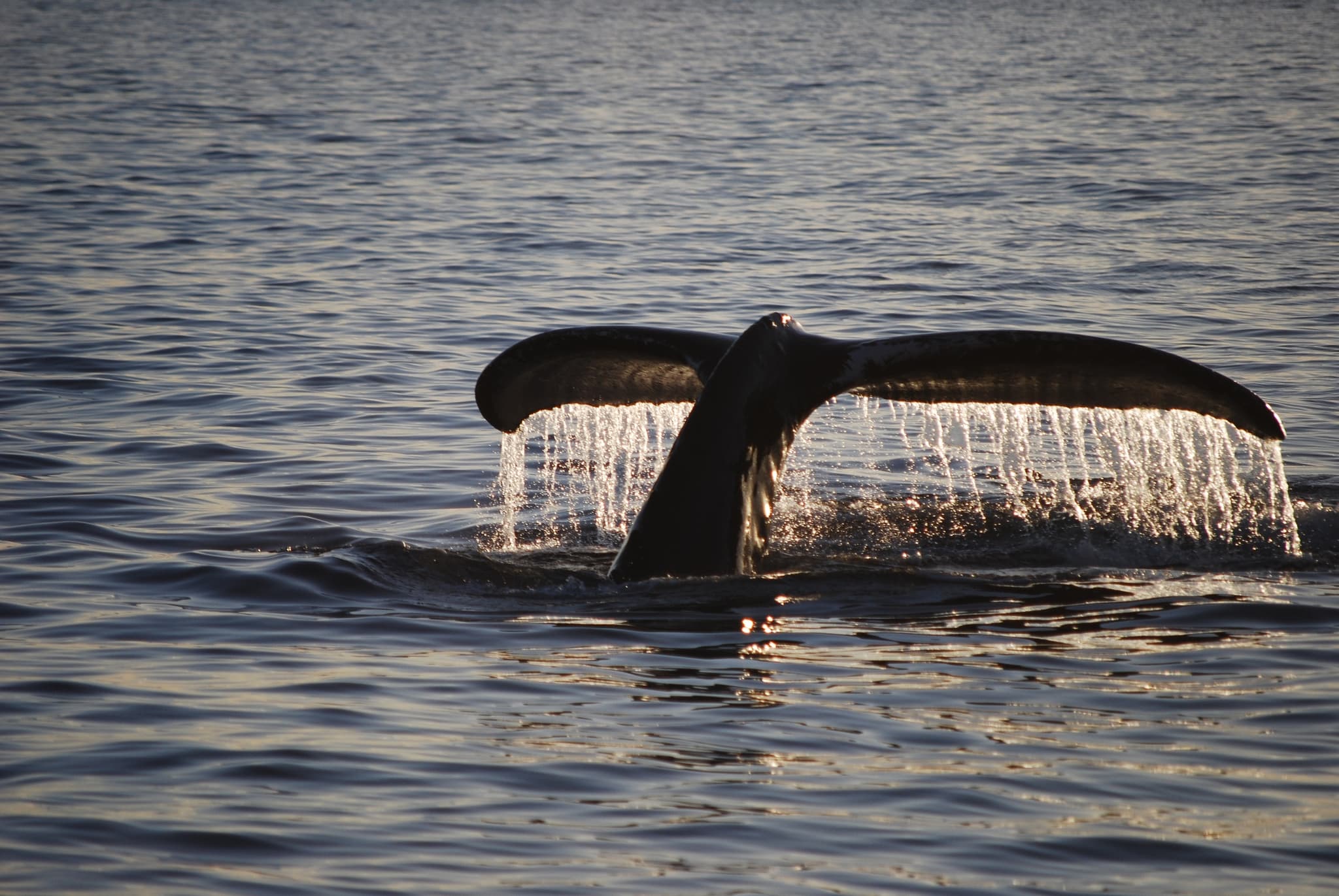 Pride of Maui 'Elua Luxury Whale Watch