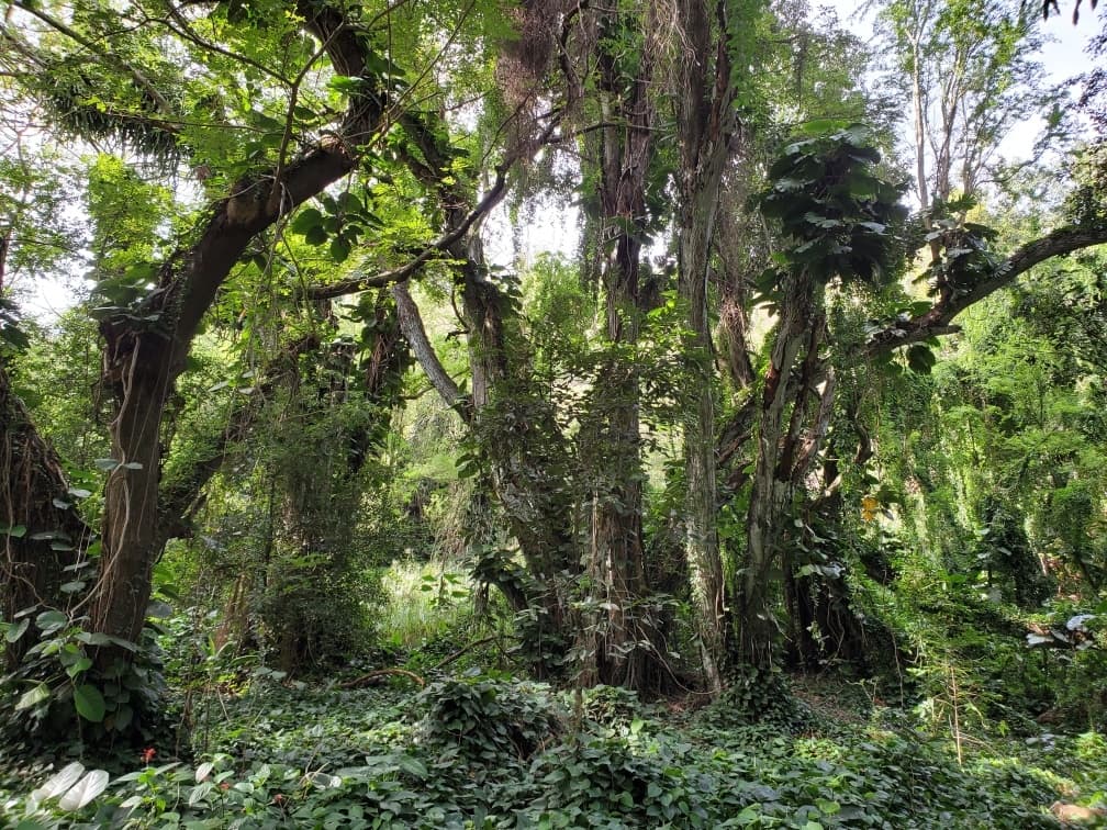 Private Deluxe Hana Tour