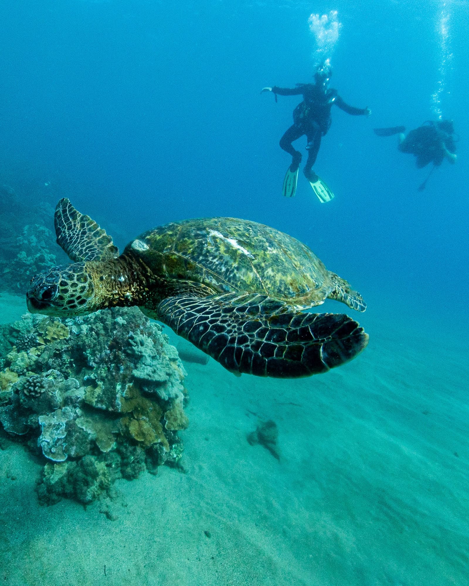 PADI Open Water Certification Class with e-learning
