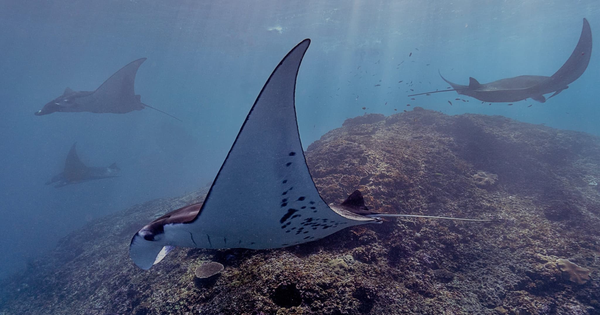 Keauhou:  Snorkel The Original Manta Spot - Shared Charter