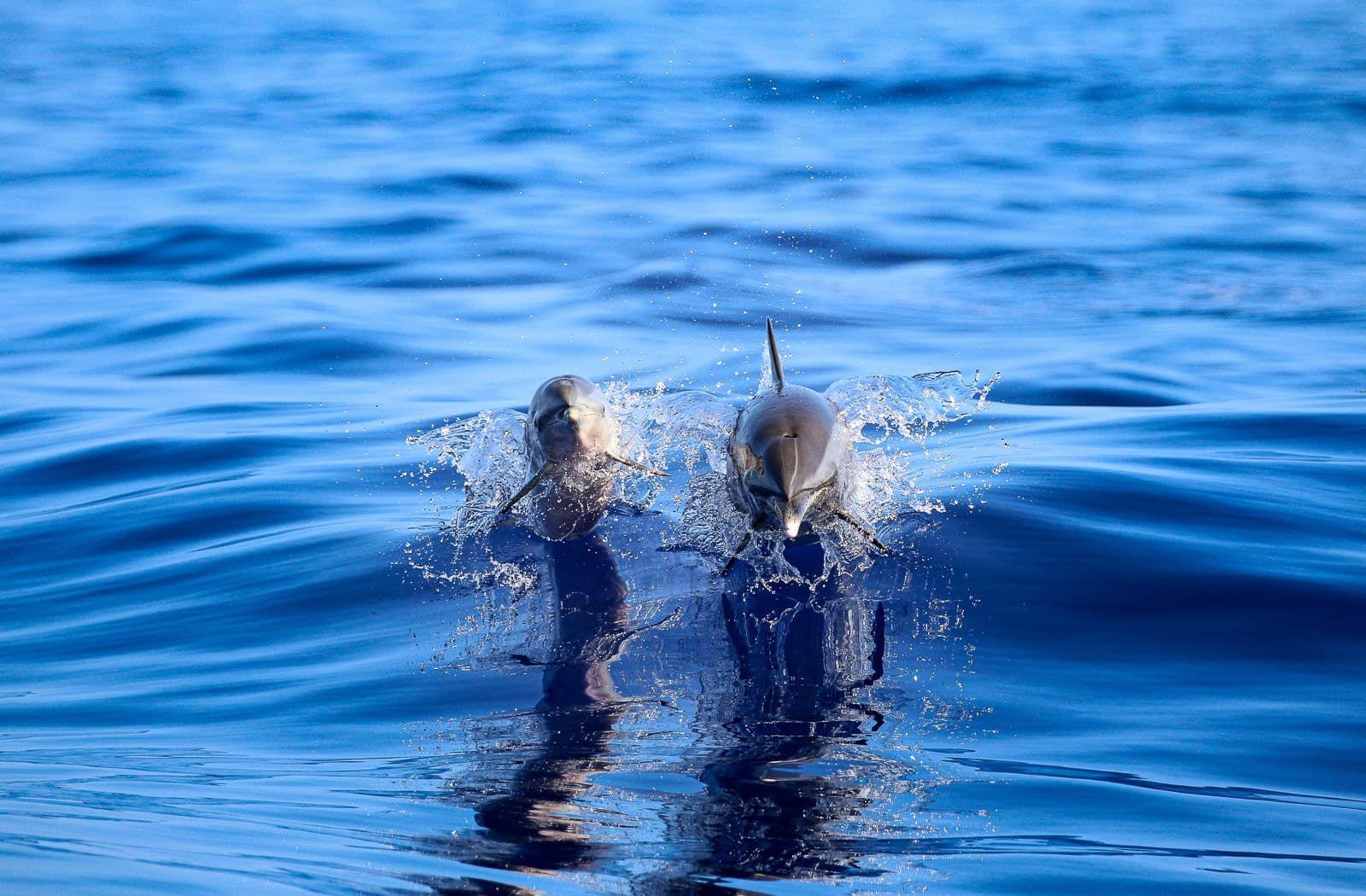 Whale Watching on the Kona Coast