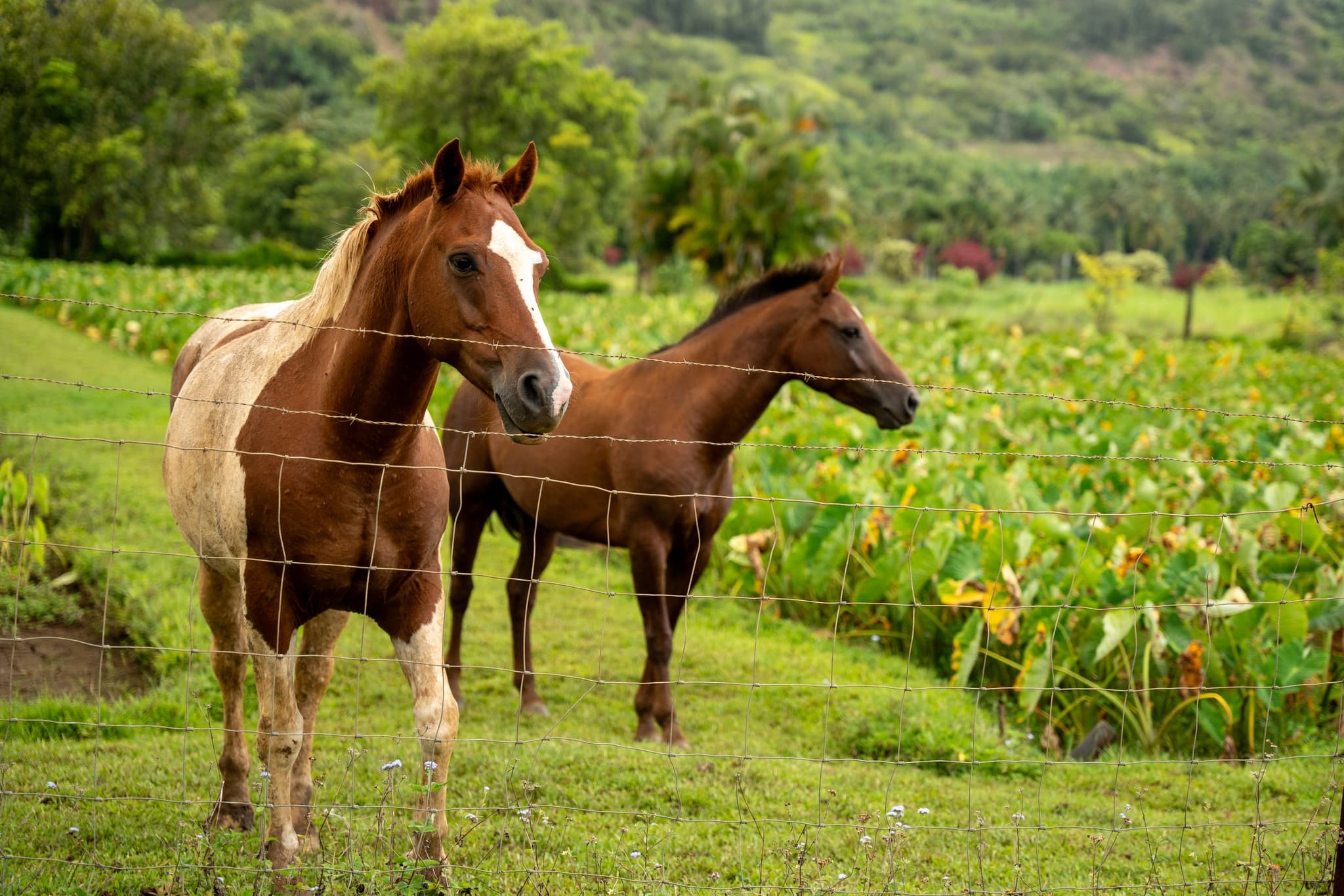WEDNESDAYS | Introduction to the Ahupua’a, it’s Food Systems and Waterways