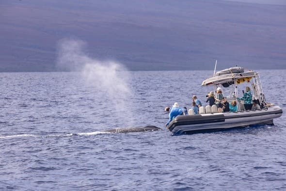 Eye-Level Whale Watch Eco-Raft Tour