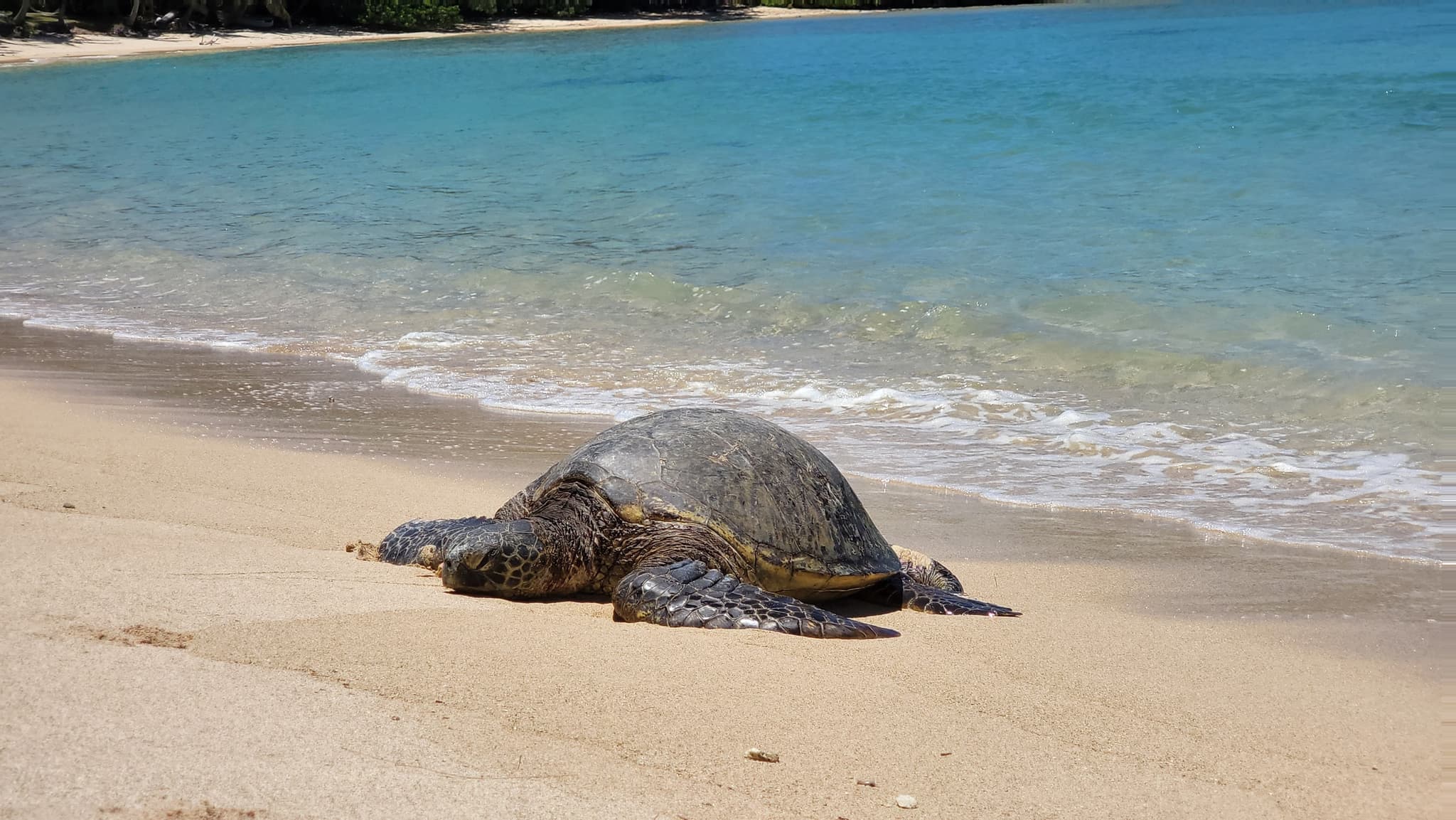 Private Circle Island  Sightseeing & Food Tour