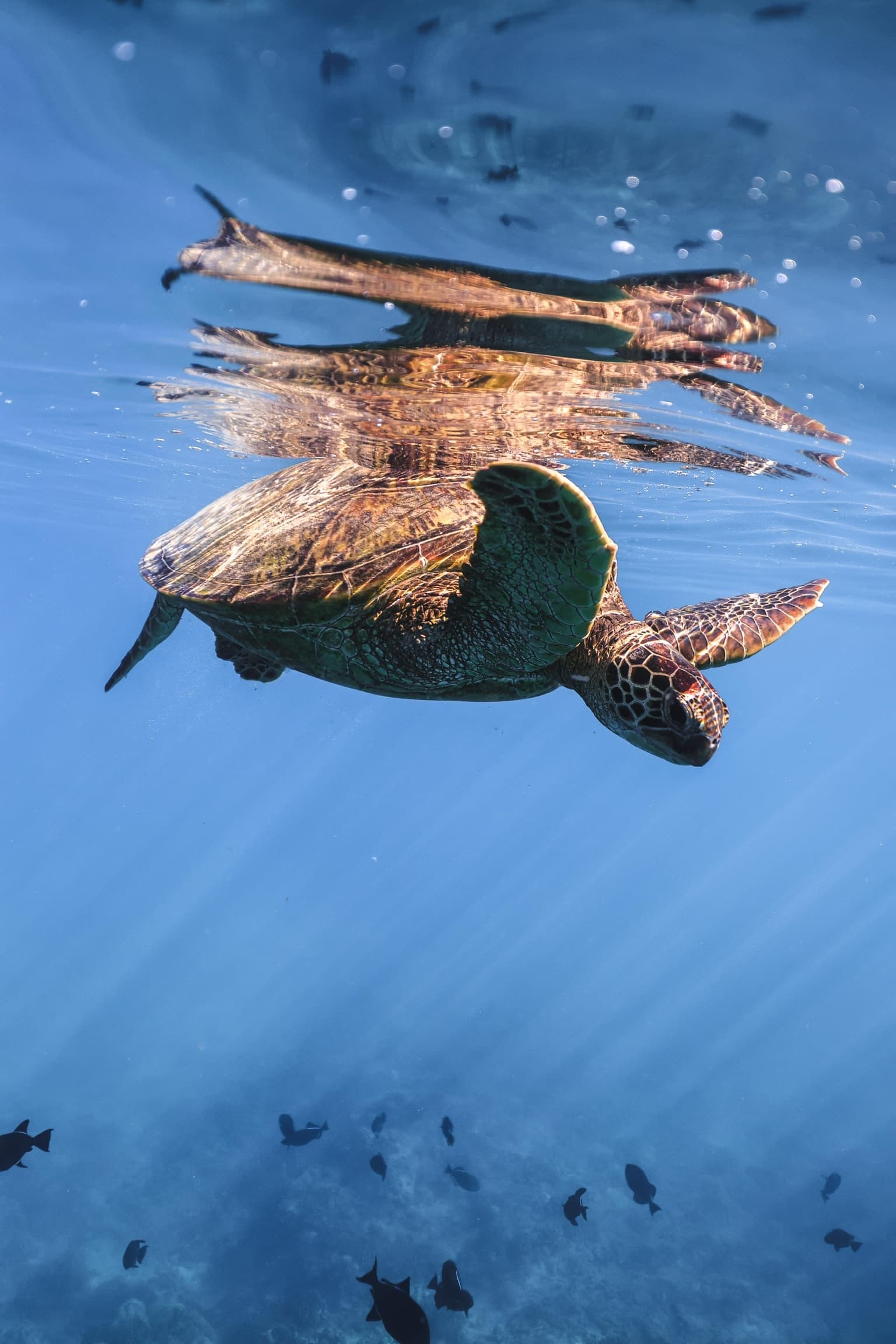 Turtle Canyon Snorkel Tour