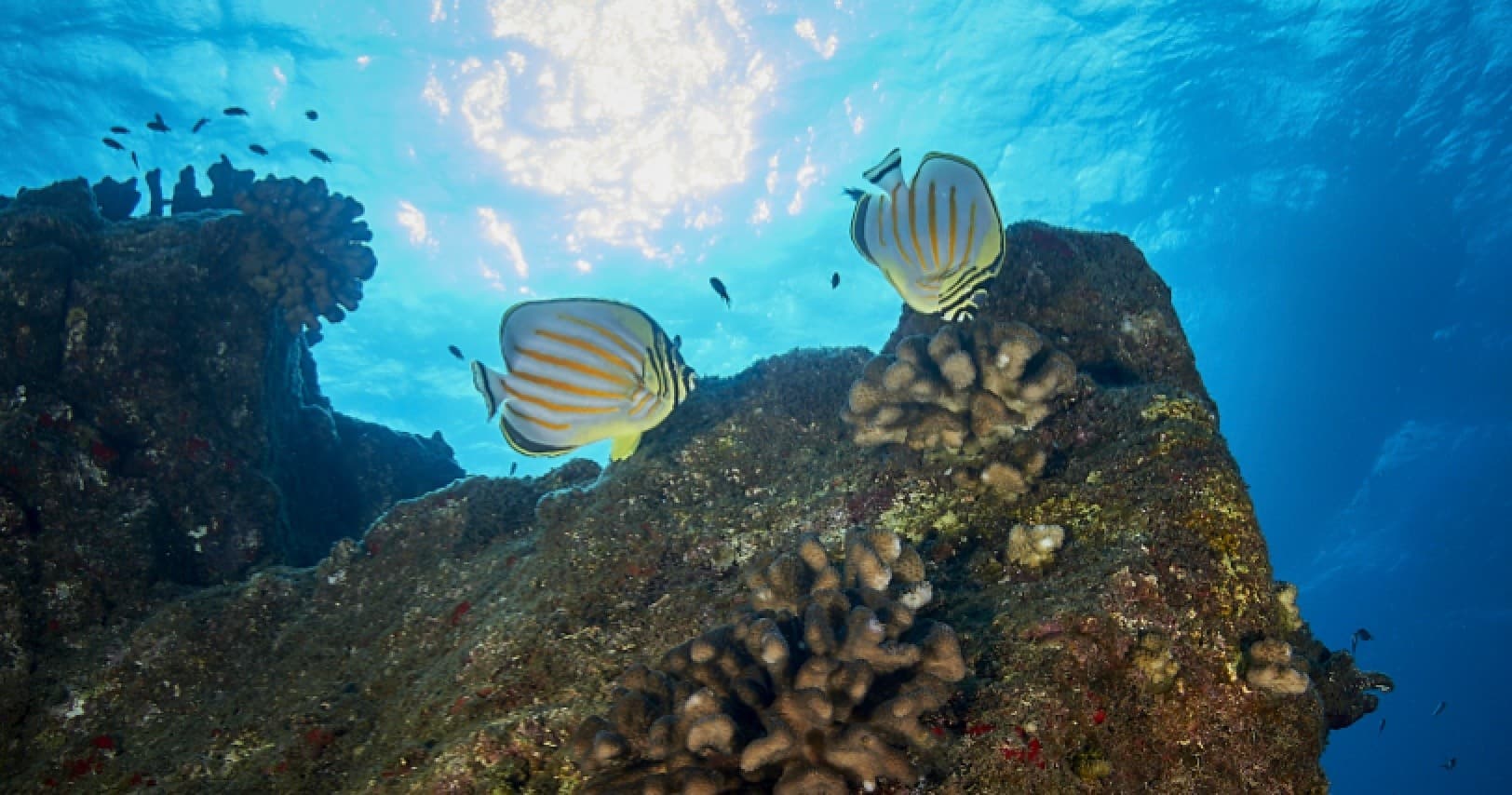 Koloa Landing Snorkel Tour