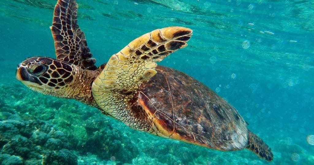 Snorkel With Turtles