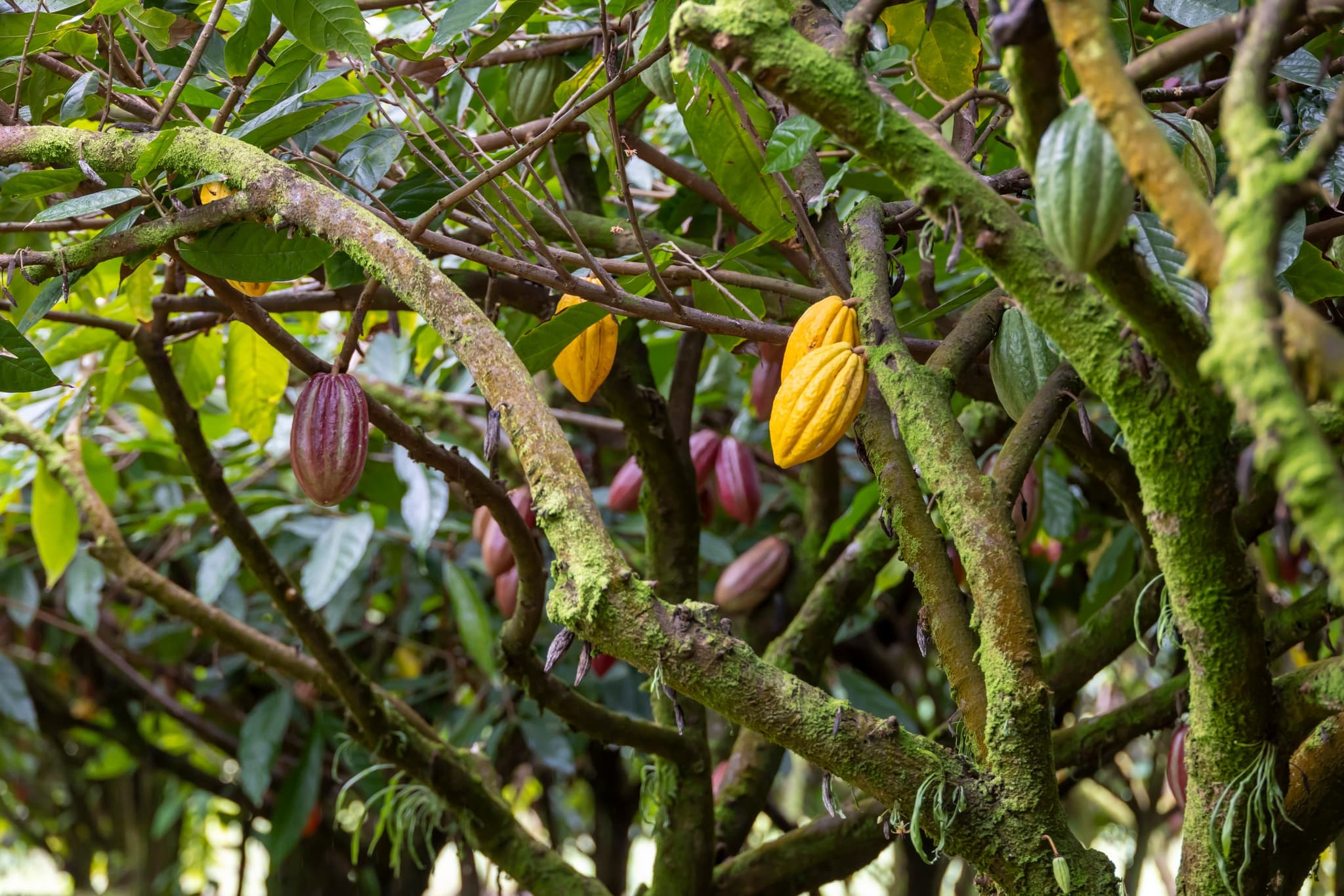 Tree-to-Chocolate Tour