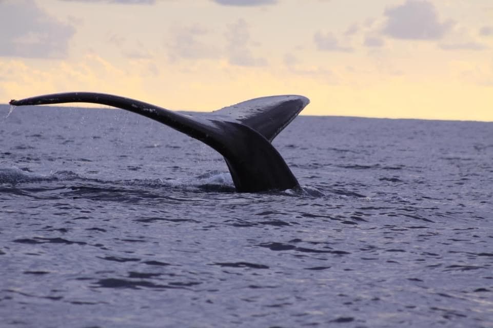 Whale Watching Oahu