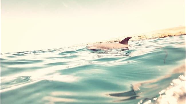 Dolphin Viewing and Turtle Snorkel