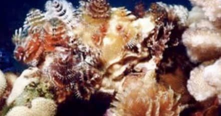 Sunset Whale Watch and 1 Tank Night Dive