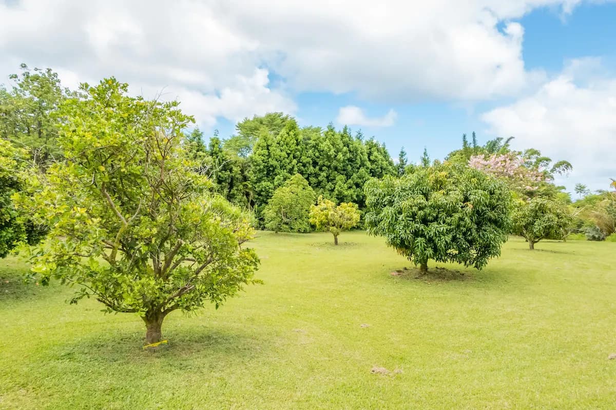Hawaii Wedding and Elopement Jungle Getaway