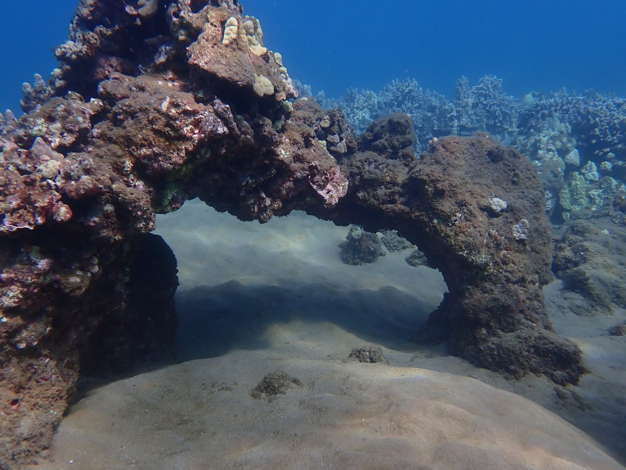 1-Tank Guided Shore Dive 9:30 am