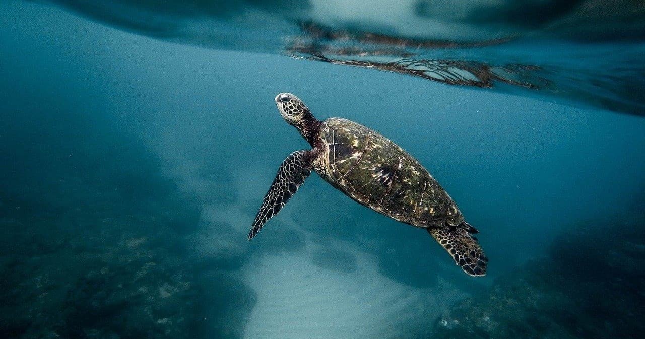 ウミガメと泳ぐシュノーケリング＆スキンダイビングツアー