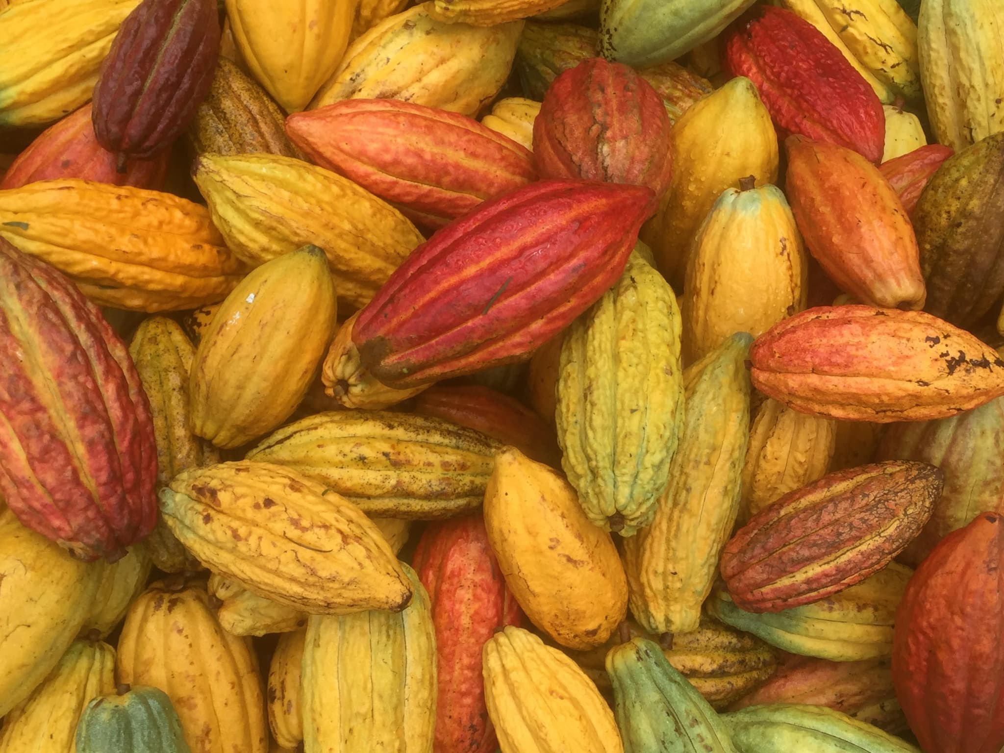 Cacao Farm Tour & Chocolate Tasting