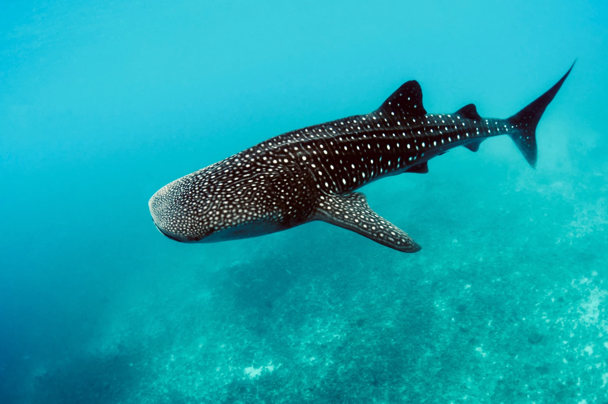 Adventures for Certified Divers