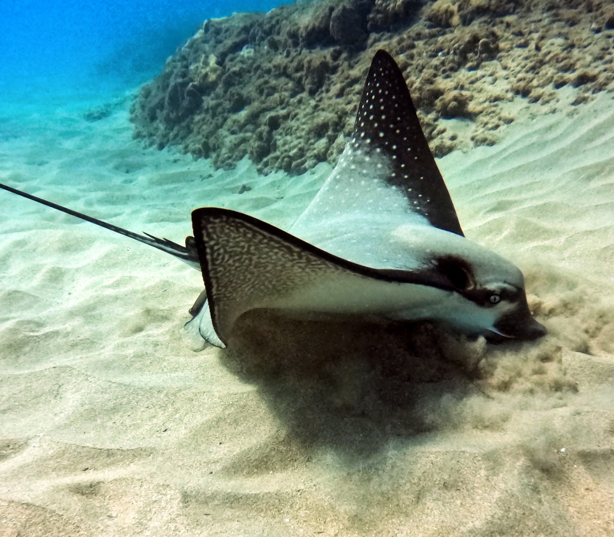 Diving Certification