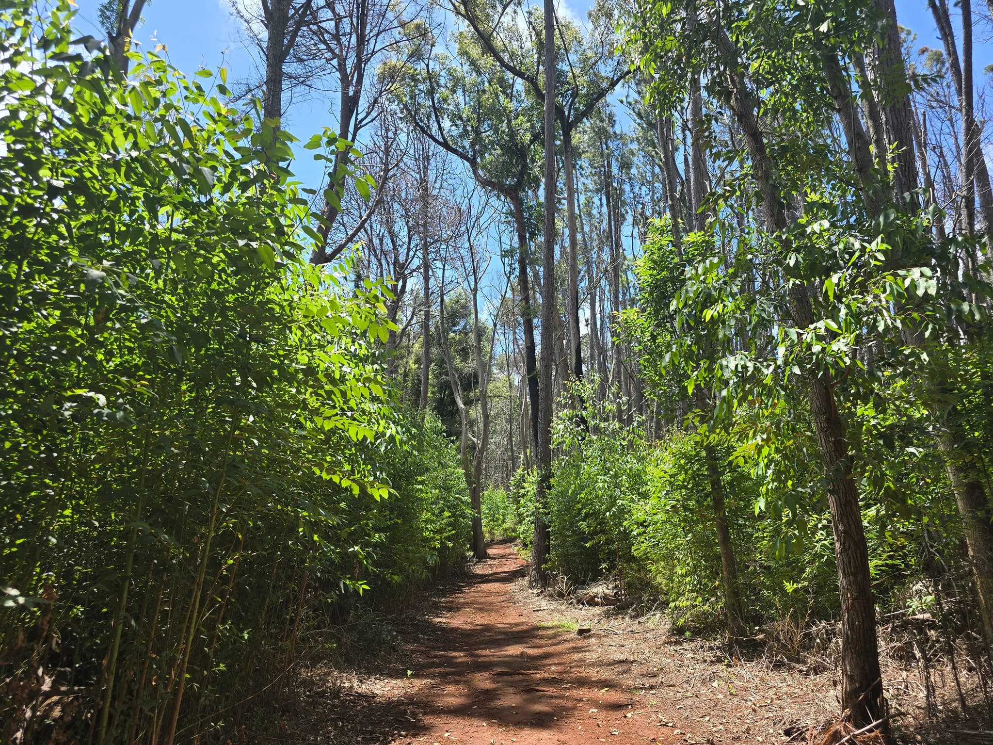 Upcountry Hiking Experience